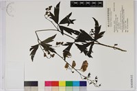 烏頭藏品圖，第2張