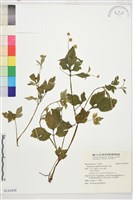 毛茛藏品圖，第1張