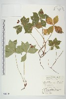 草茱萸藏品圖，第1張