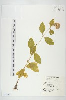 登錄號:S143472藏品圖，第1張