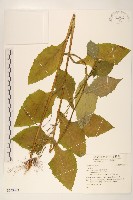 登錄號:S143473藏品圖，第1張