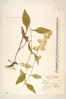 登錄號:S143477藏品圖，第1張