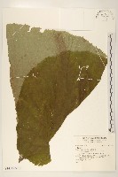 登錄號:S143492藏品圖，第1張