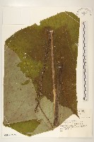 登錄號:S143492藏品圖，第2張