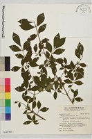 鼠李、臭李子藏品圖，第1張