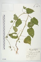 長梗毛娥房藤藏品圖，第1張