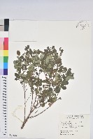 紅仔珠藏品圖，第1張