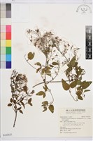 大肚山威靈仙藏品圖，第2張