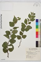 馬甲子藏品圖，第1張