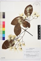 厚葉鐵線蓮藏品圖，第1張