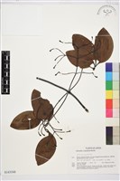 厚葉鐵線蓮藏品圖，第1張