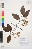 厚葉鐵線蓮藏品圖，第1張