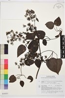 登錄號:S143551藏品圖，第1張