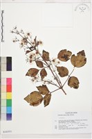 登錄號:S143554藏品圖，第1張