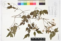 女萎藏品圖，第1張