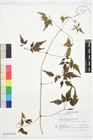 女萎藏品圖，第2張