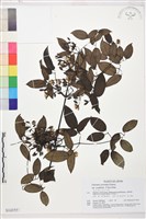 卵葉鐵線蓮藏品圖，第1張