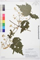 登錄號:S143559藏品圖，第1張