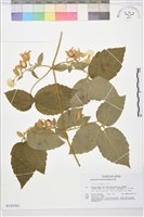 銹毛鐵線蓮藏品圖，第1張