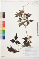 登錄號:S143563藏品圖，第1張