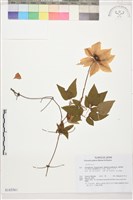 轉子蓮藏品圖，第1張