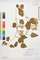 圓錐鐵線蓮藏品圖，第2張