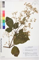 登錄號:S143566藏品圖，第1張