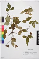 登錄號:S143567藏品圖，第1張