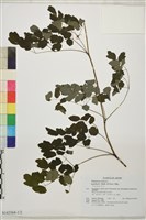 東亞唐松草藏品圖，第1張