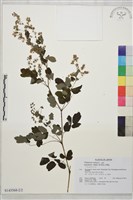 東亞唐松草藏品圖，第2張