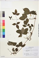 土佐鐵線蓮藏品圖，第1張