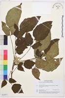 登錄號:S143571藏品圖，第1張