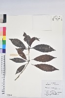 六角杜鵑藏品圖，第1張