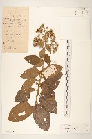茄葉斑鳩菊藏品圖，第1張