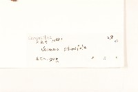 茄葉斑鳩菊藏品圖，第3張