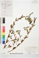 繩黃麻藏品圖，第1張
