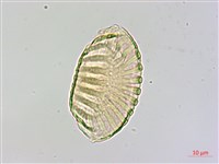 曲江遠志藏品圖，第2張