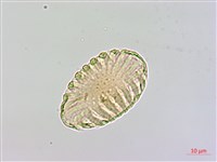 曲江遠志藏品圖，第3張