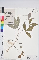 樹薯、木薯藏品圖，第1張