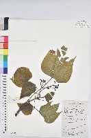 千年桐藏品圖，第1張