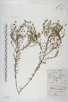 阿爾泰狗娃花藏品圖，第1張