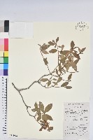 照白杜鵑藏品圖，第1張