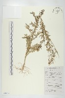 播娘蒿藏品圖，第1張