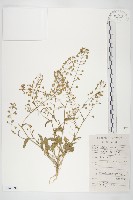 薺藏品圖，第1張