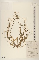 登錄號:S143695藏品圖，第1張