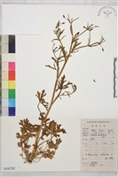 石龍芮藏品圖，第1張