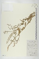 獨行菜藏品圖，第1張