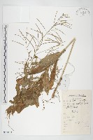 垂果南芥菜藏品圖，第1張