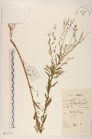 全葉馬蘭藏品圖，第1張