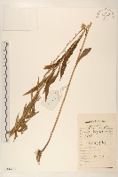 山馬蘭藏品圖，第1張